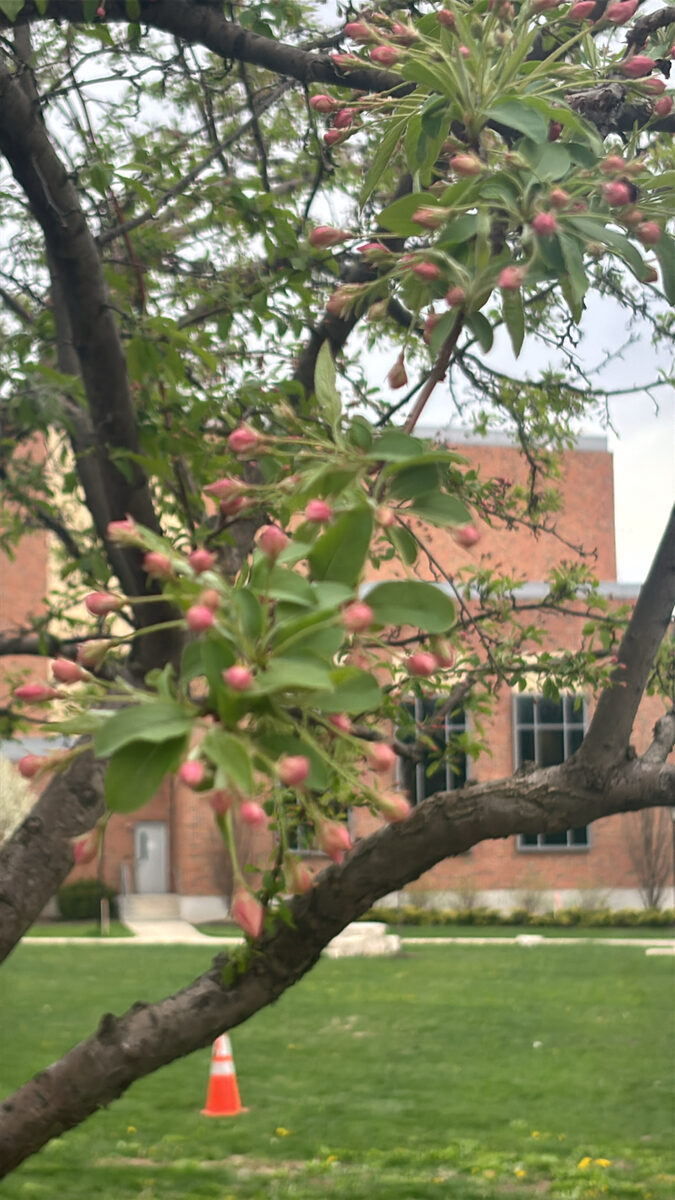 Malus ioensis - (A.W.Wood.)Britton. (Prairie Crab) — photo