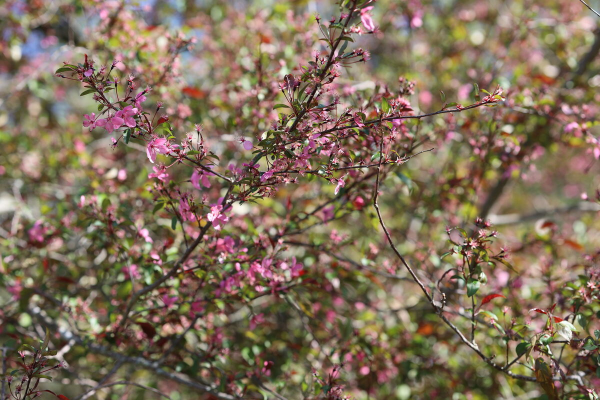 Malus ioensis - (A.W.Wood.)Britton. (Prairie Crab) — photo