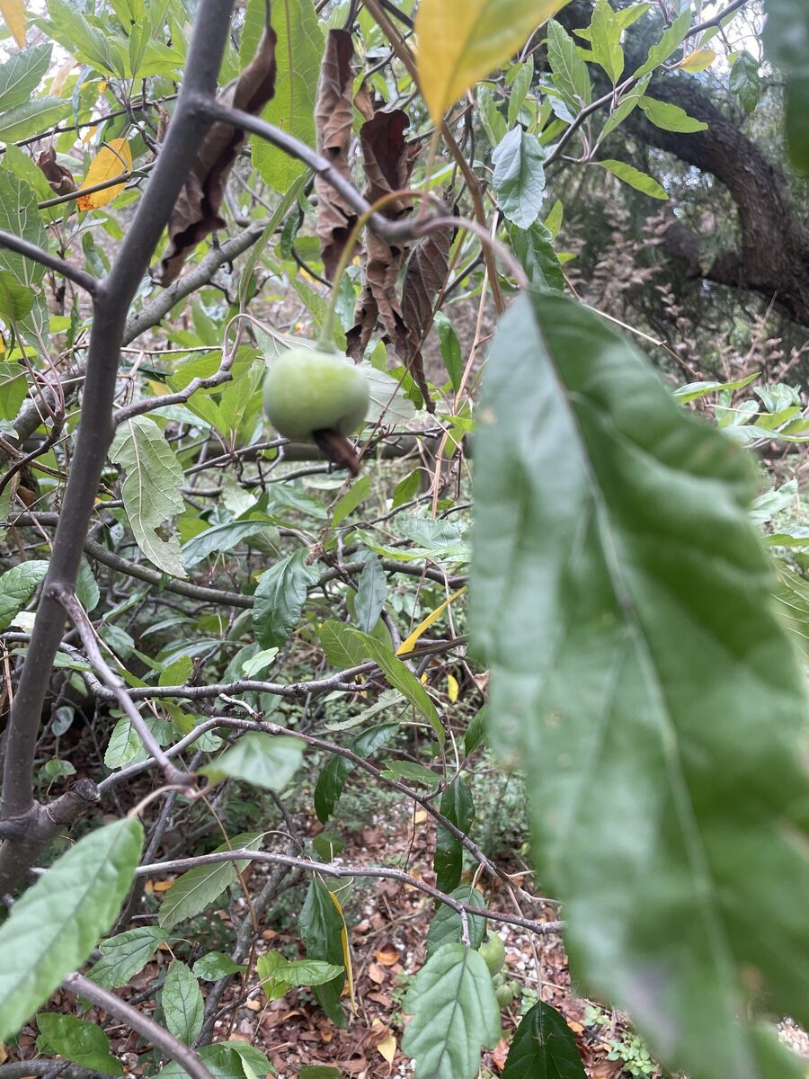 Malus ioensis - (A.W.Wood.)Britton.