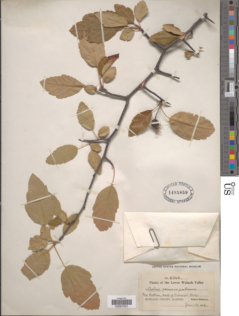 Malus ioensis palmeri (Prairie Crab) — photo