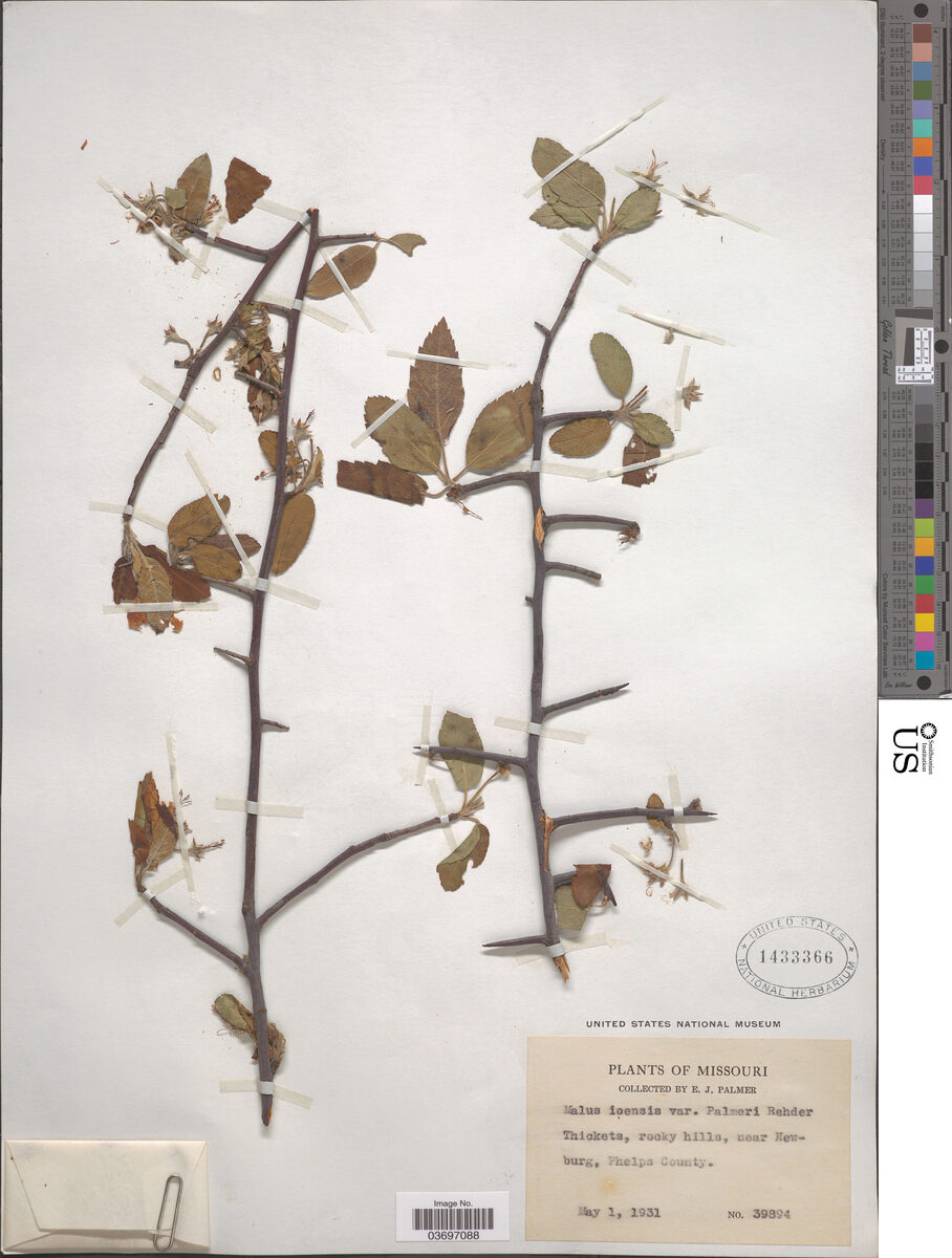 Malus ioensis palmeri