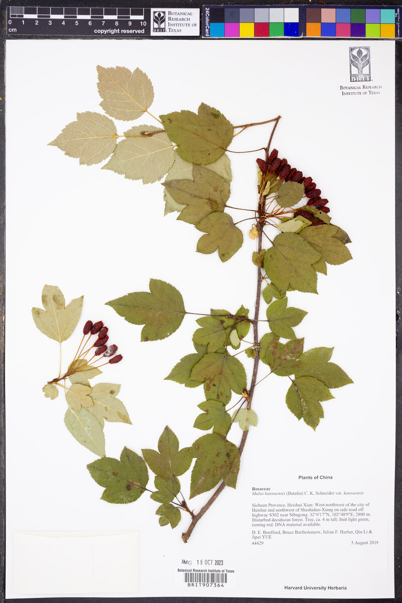 Malus kansuensis - (Batalin.)Schneid. — photo