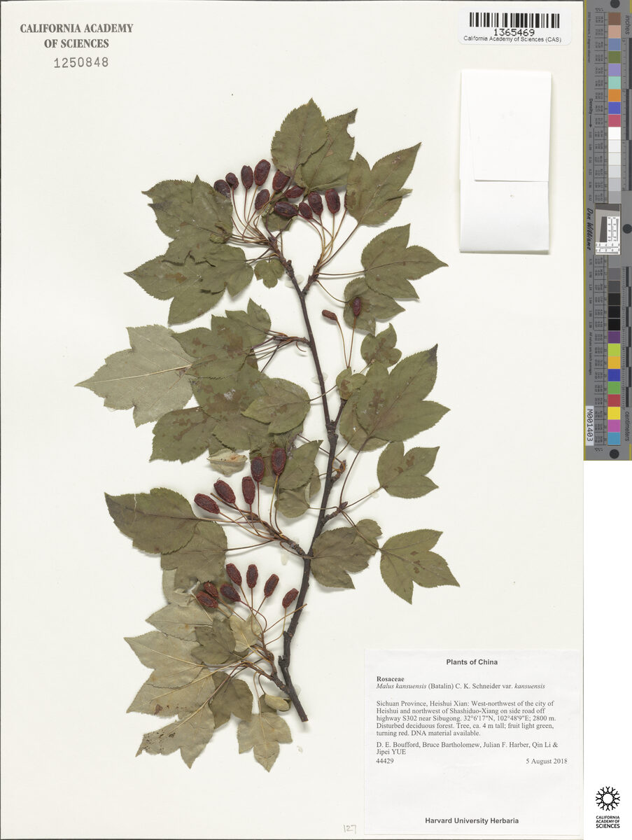 Malus kansuensis - (Batalin.)Schneid. — photo