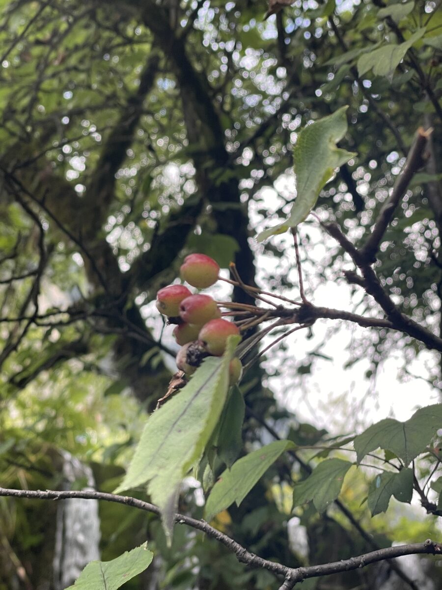 Malus kansuensis - (Batalin.)Schneid.