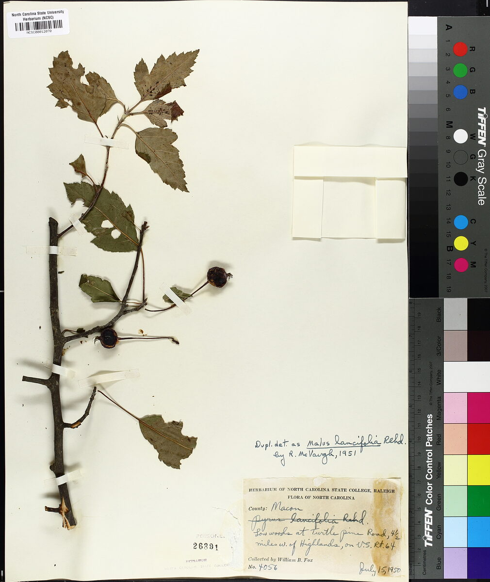 Malus lancifolia — photo