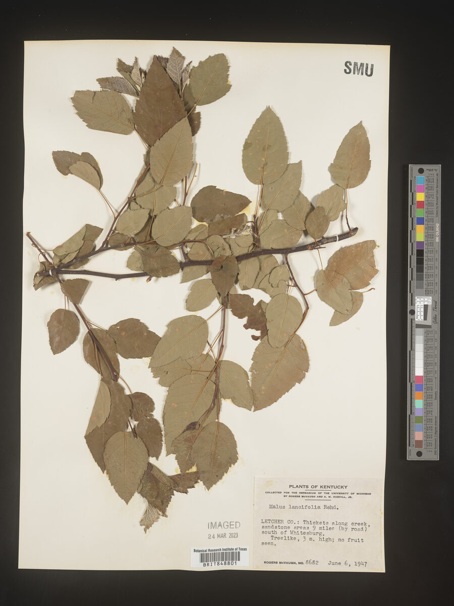 Malus lancifolia — photo