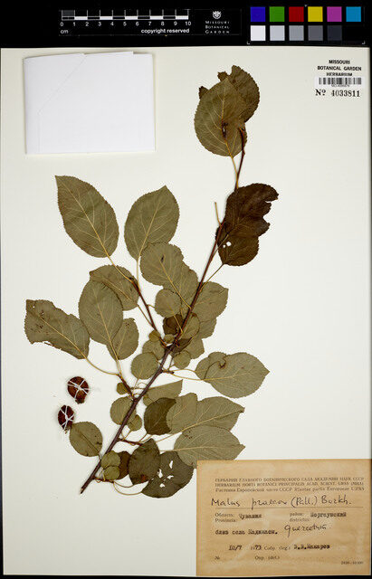Malus praecox - (Pall.)Bork. — photo