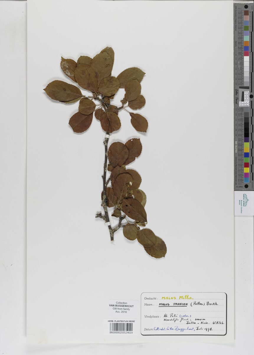 Malus praecox - (Pall.)Bork.