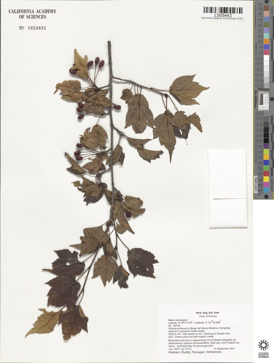 Malus prattii - (Hemsl.)Schneid. (Pratt apple) — photo