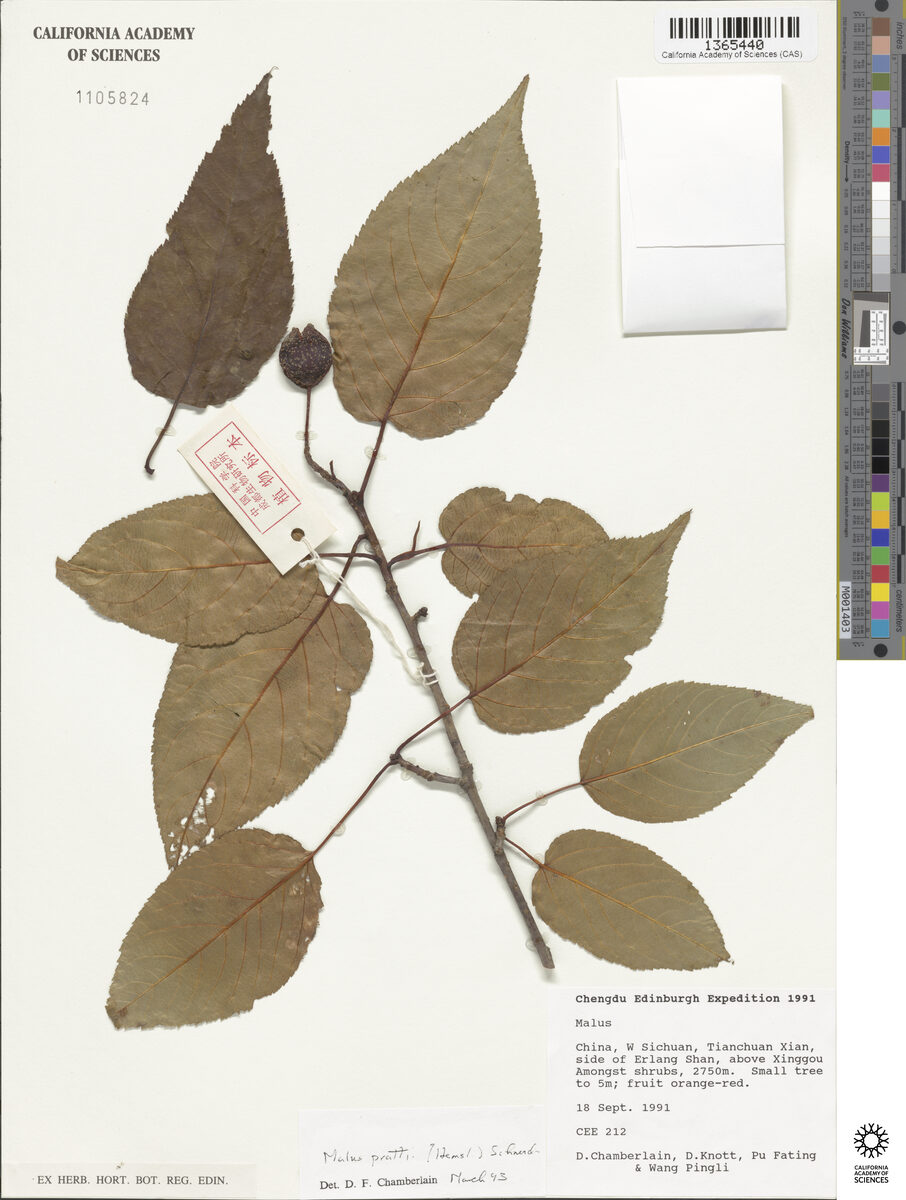 Malus prattii - (Hemsl.)Schneid. (Pratt apple) — photo