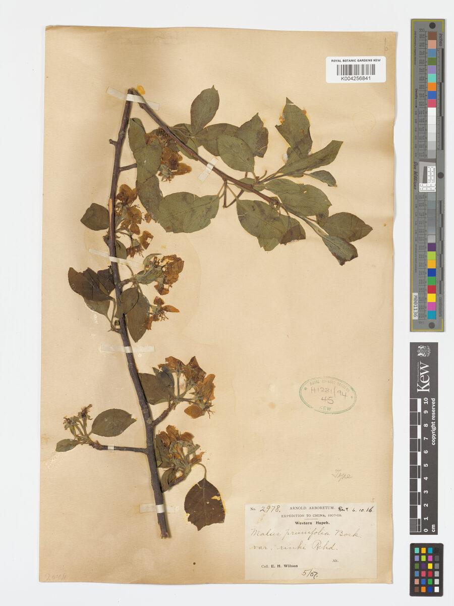 Malus prunifolia rinkii - (Koidz.)Rehder. (Chinese Apple) — photo