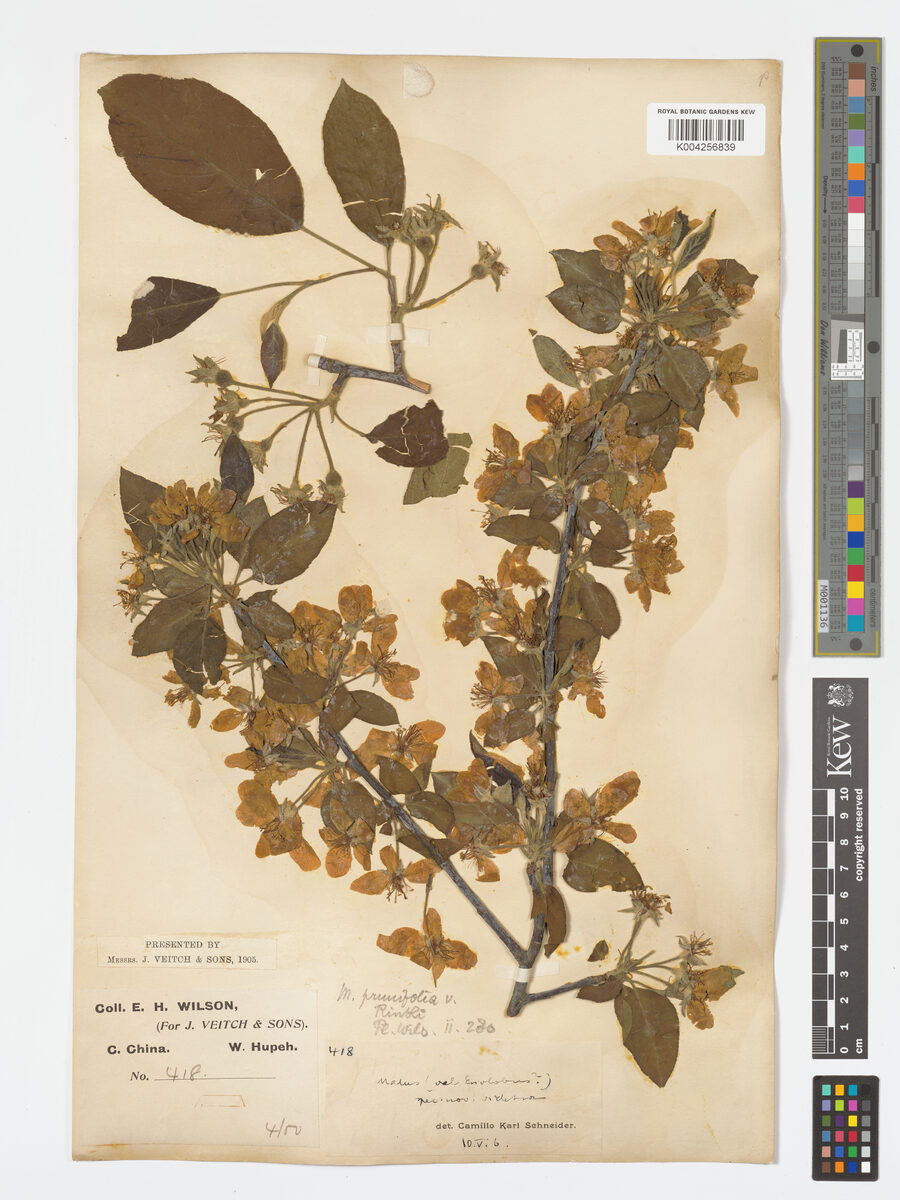 Malus prunifolia rinkii - (Koidz.)Rehder. (Chinese Apple) — photo
