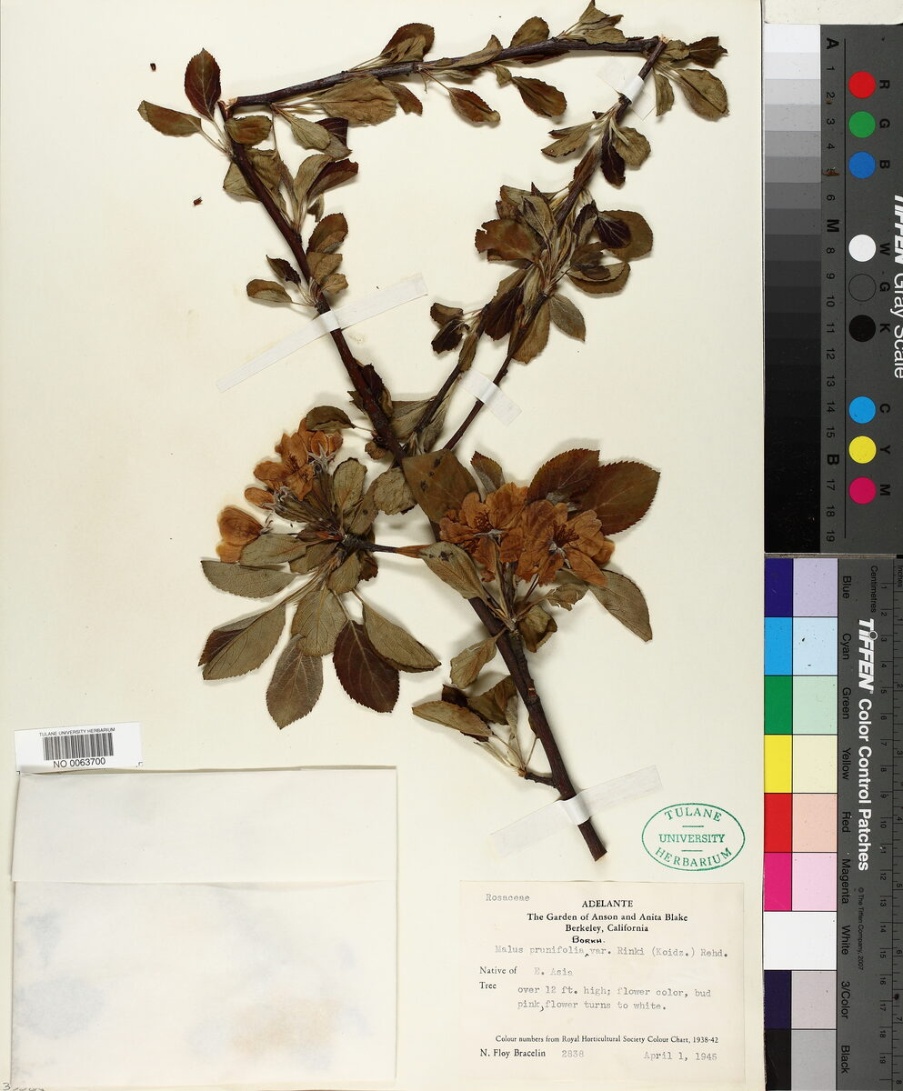Malus prunifolia rinkii - (Koidz.)Rehder.