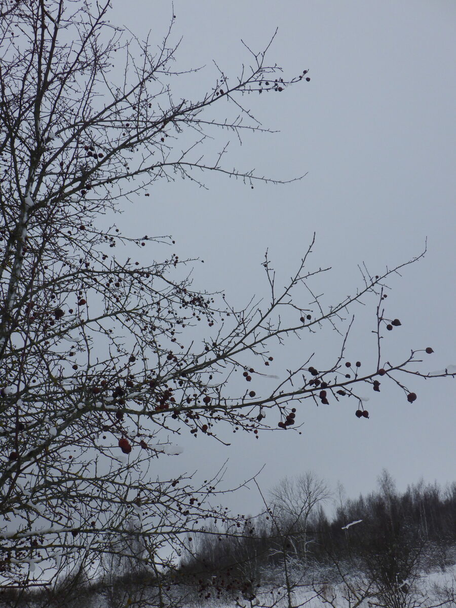 Malus prunifolia - (Willd)Borkh. (Chinese Apple) — photo