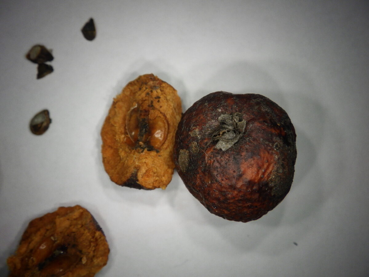 Malus prunifolia - (Willd)Borkh. (Chinese Apple) — photo