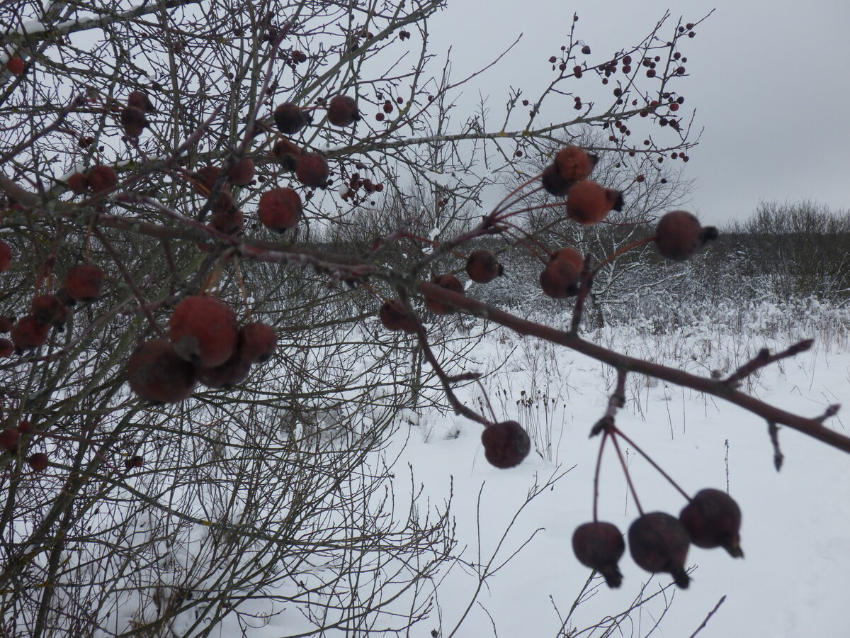 Malus prunifolia - (Willd)Borkh.
