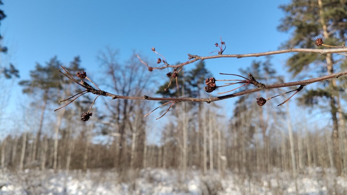 Malus pumila (Paradise Apple) — photo