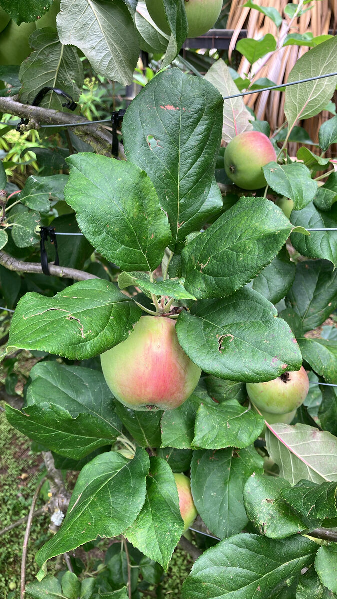 Malus pumila