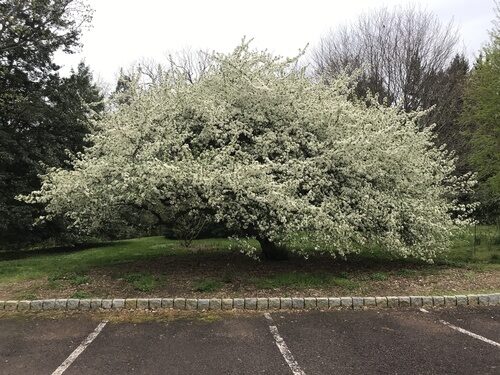 Malus sargentii (Sargent's apple) — photo
