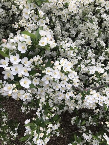 Malus sargentii