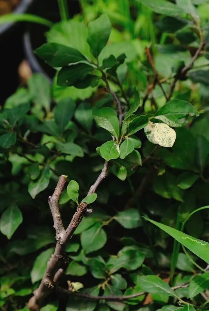 Malus sieversii - (Ledeb.)M.Roem. (Crabapple) — photo