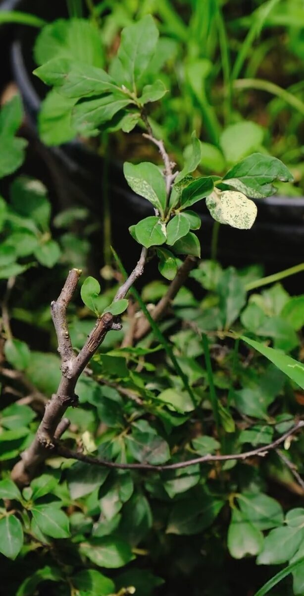 Malus sieversii - (Ledeb.)M.Roem.