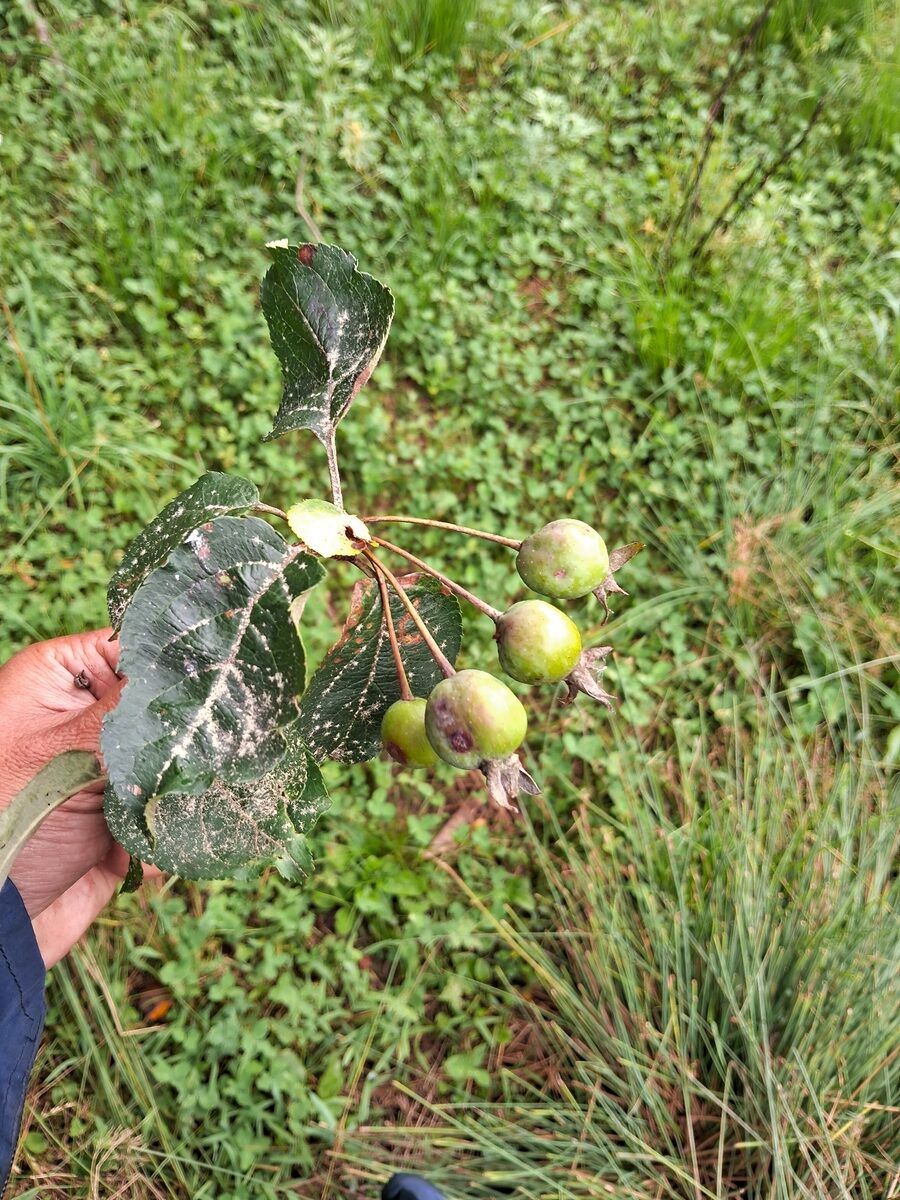 Malus sikkimensis - (Wenz.)Koehne. — photo