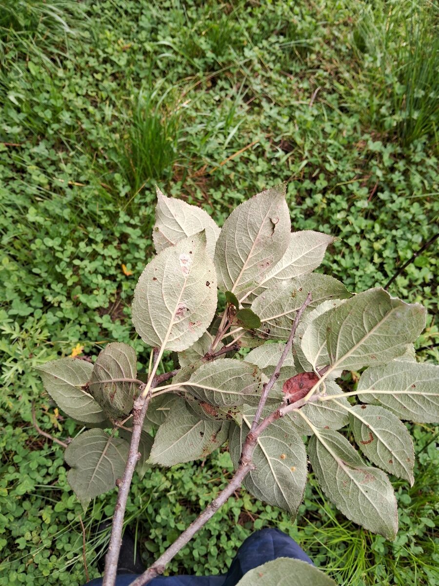 Malus sikkimensis - (Wenz.)Koehne.