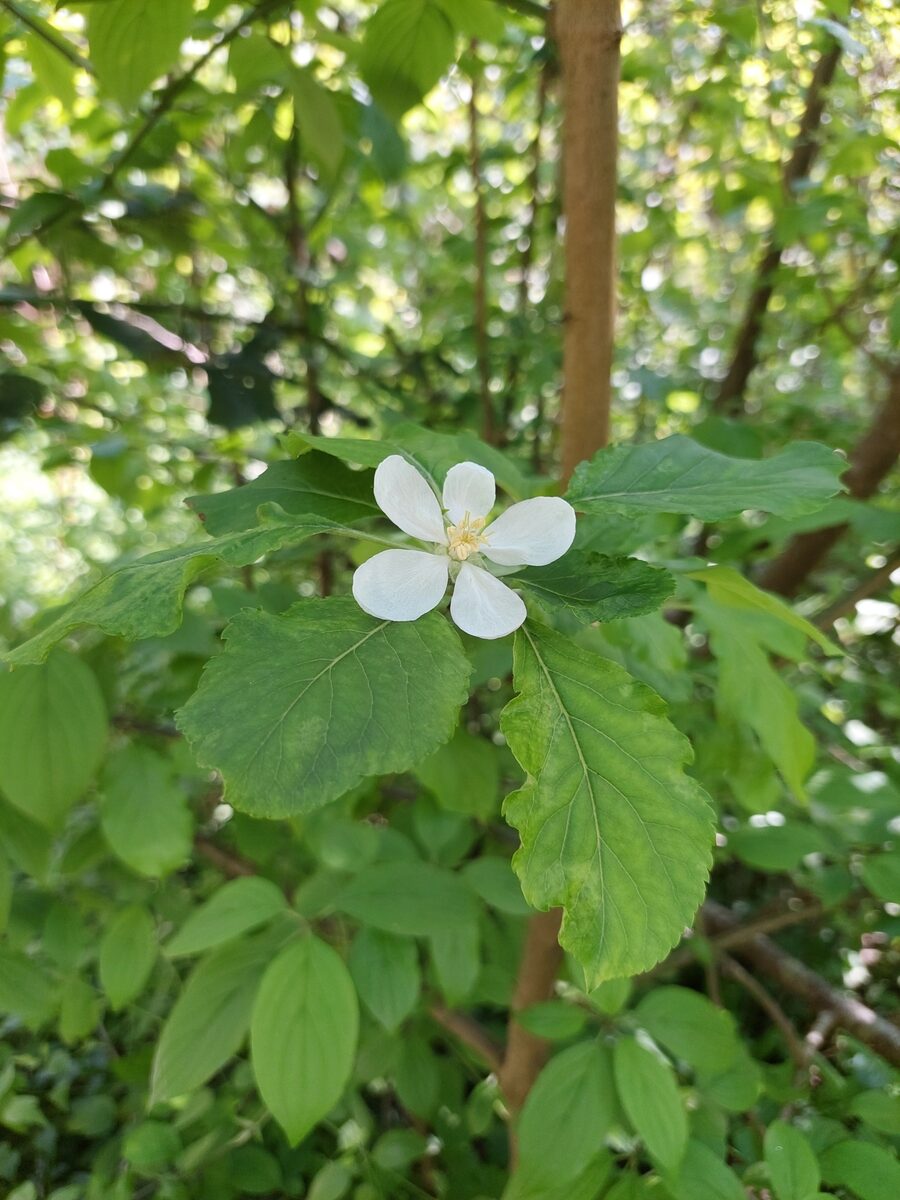 Malus spectabilis - (Aiton.)Borkh. (Chinese Flowering Apple) — photo