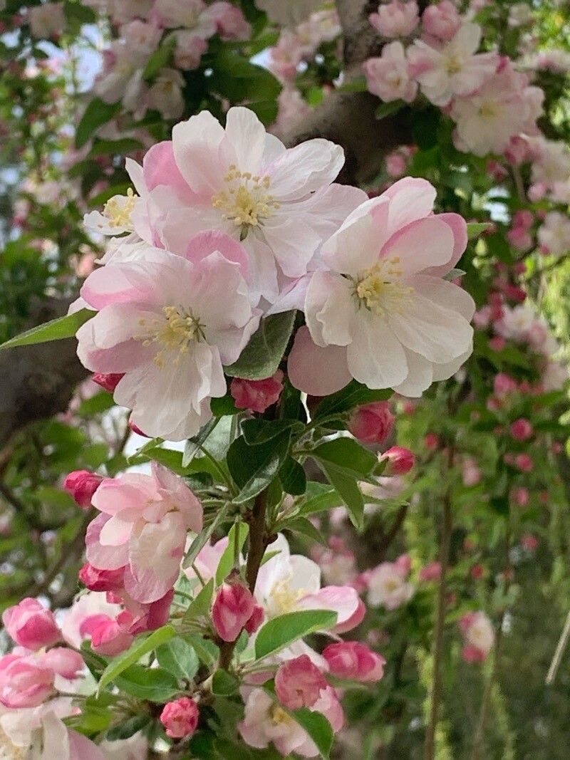 Malus spectabilis - (Aiton.)Borkh. (Chinese Flowering Apple) — photo