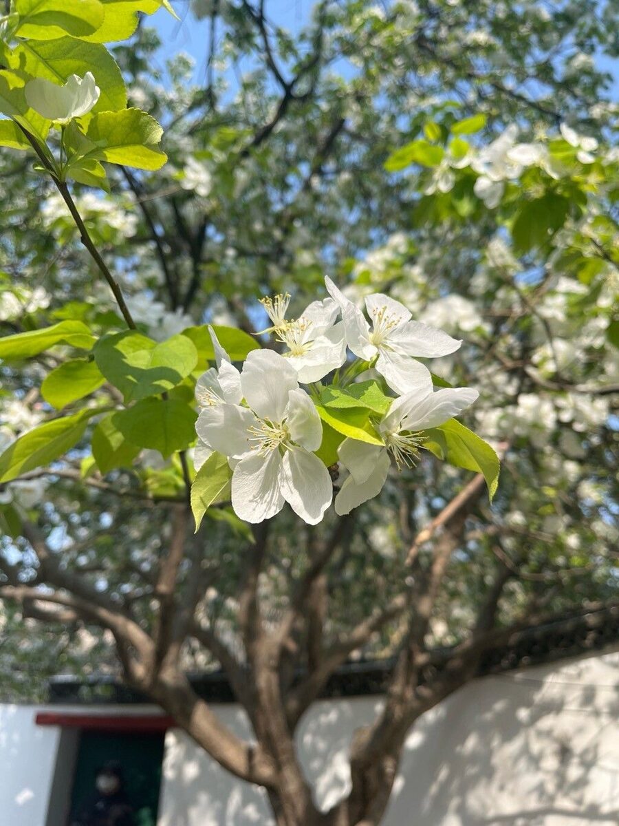 Malus spectabilis - (Aiton.)Borkh.