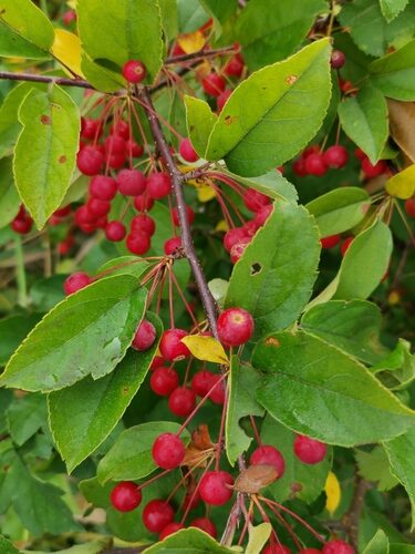 Malus toringo