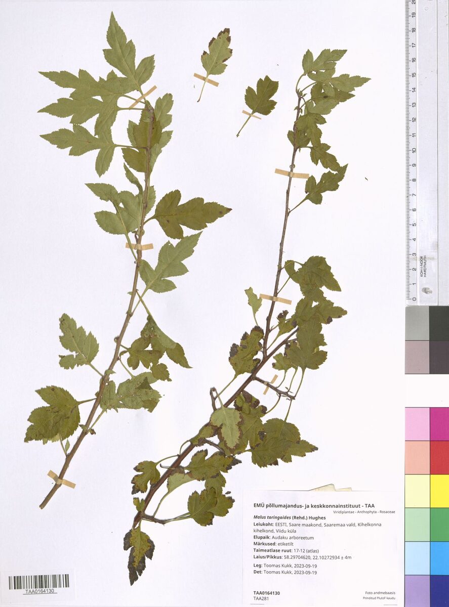 Malus toringoides - (Rehder.)Hughes. (Cutleaf crab apple) — photo