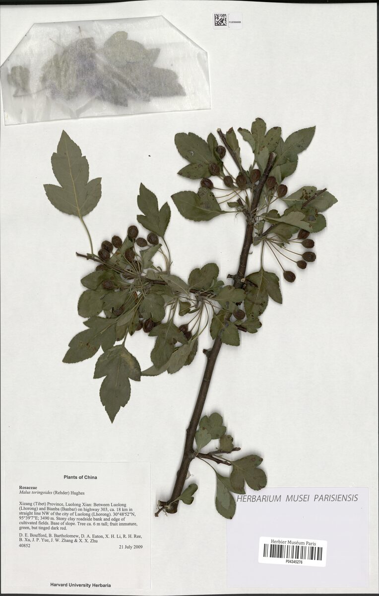 Malus toringoides - (Rehder.)Hughes. (Cutleaf crab apple) — photo
