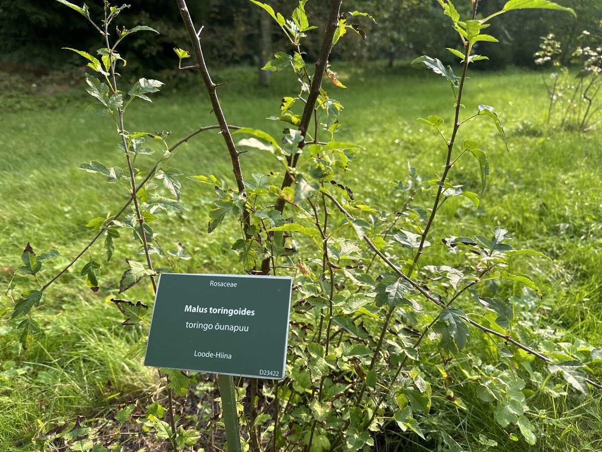Malus toringoides - (Rehder.)Hughes.