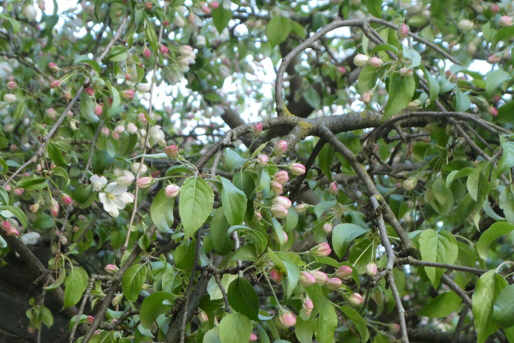 Malus transitoria - (Batalin.)Schneid. — photo