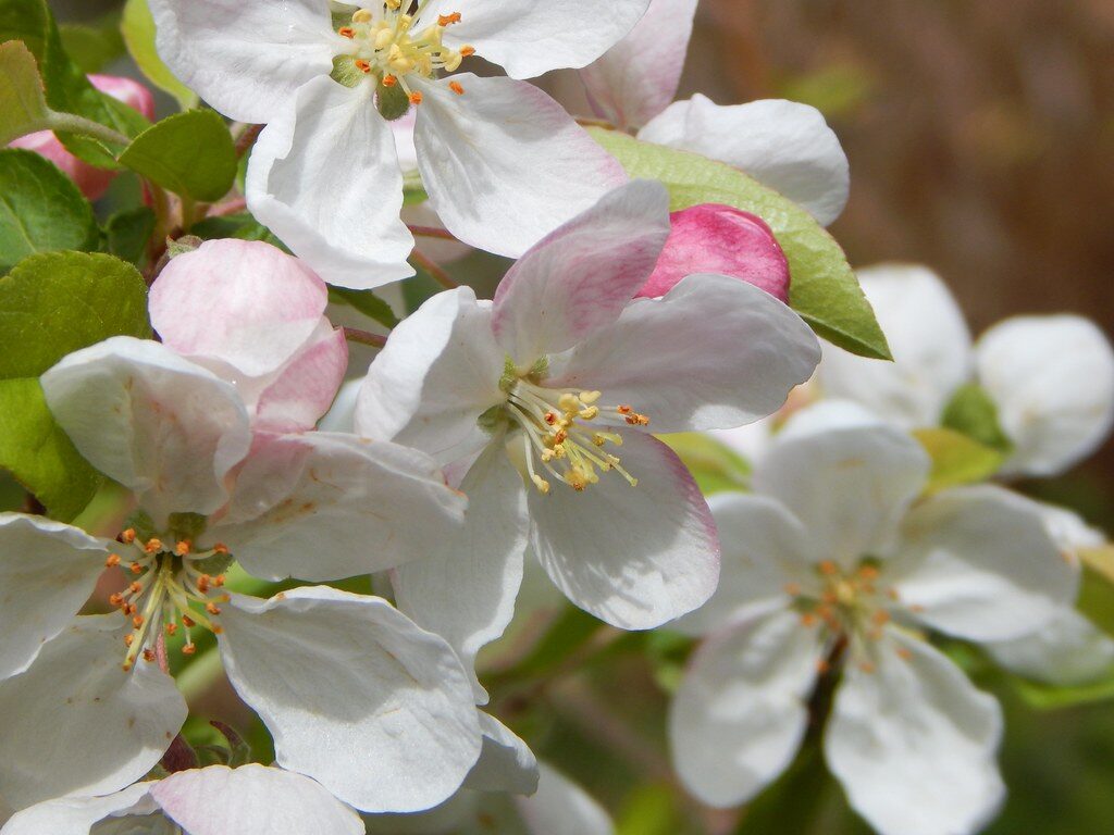 Malus transitoria - (Batalin.)Schneid. — photo