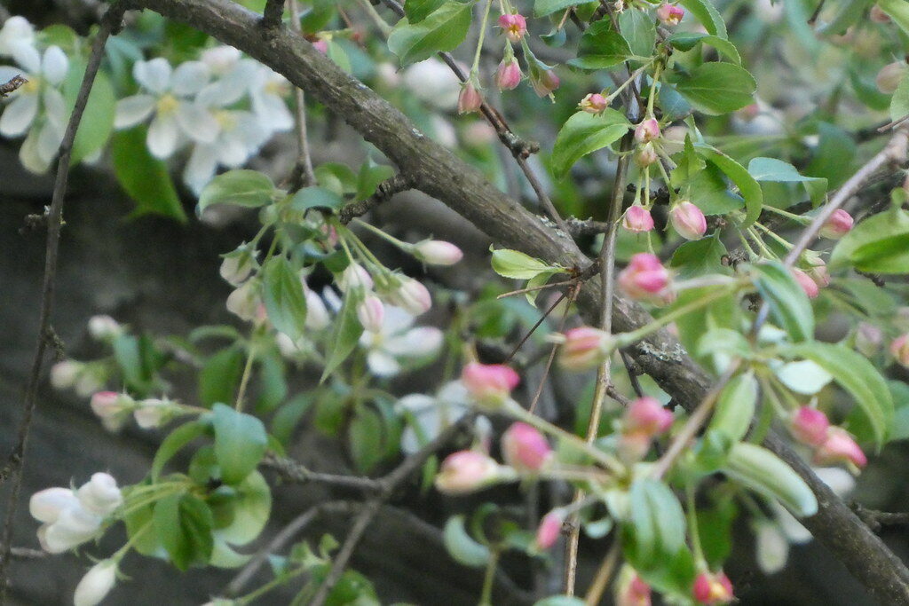 Malus transitoria - (Batalin.)Schneid.