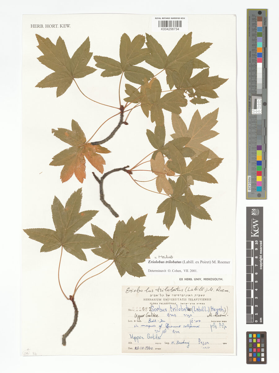 Malus trilobata - (Labill.)Schneid. — photo