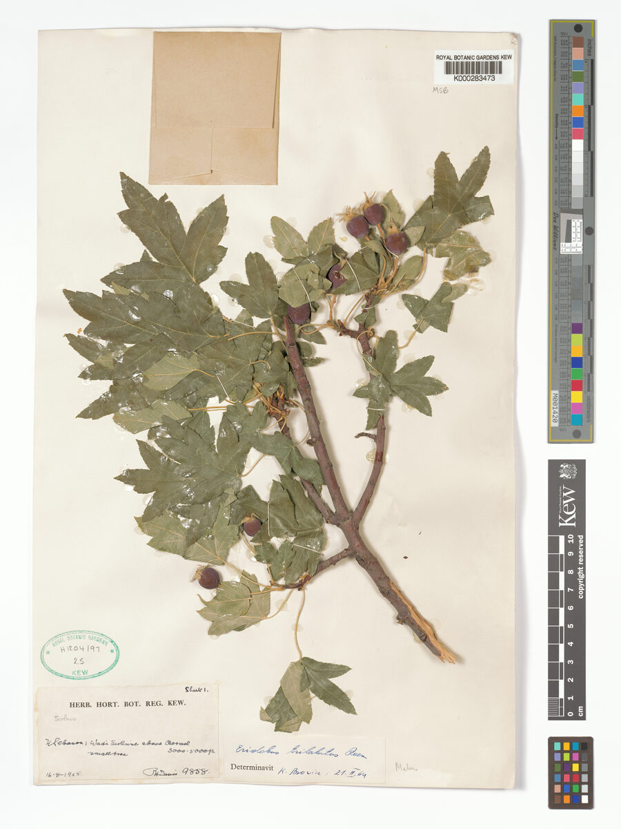 Malus trilobata - (Labill.)Schneid. — photo