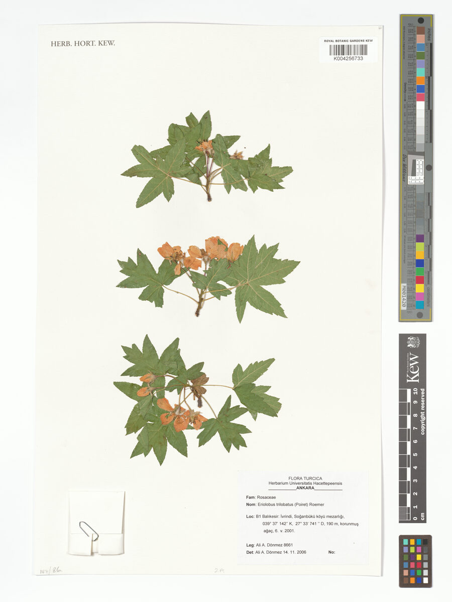 Malus trilobata - (Labill.)Schneid.