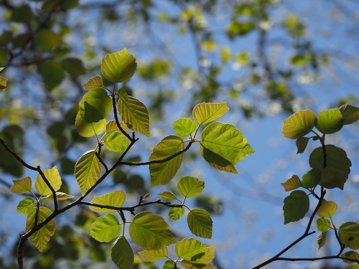 Malus tschonoskii - (Maxim.)Schneid. (Pillar apple) — photo