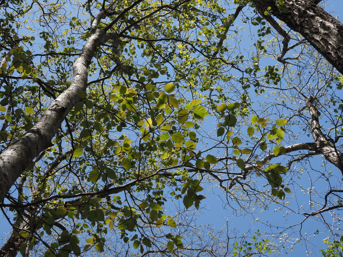 Malus tschonoskii - (Maxim.)Schneid. (Pillar apple) — photo
