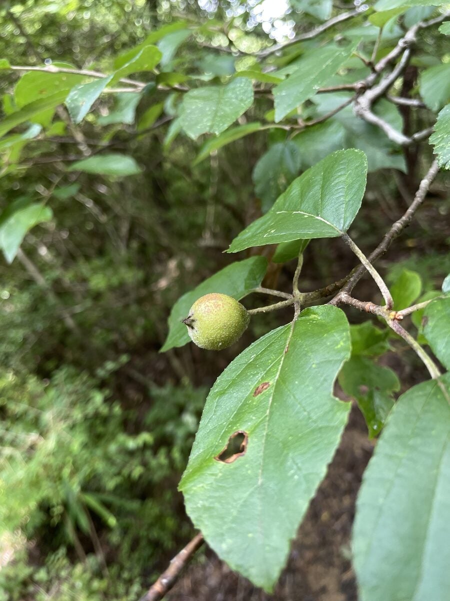 Malus tschonoskii - (Maxim.)Schneid.
