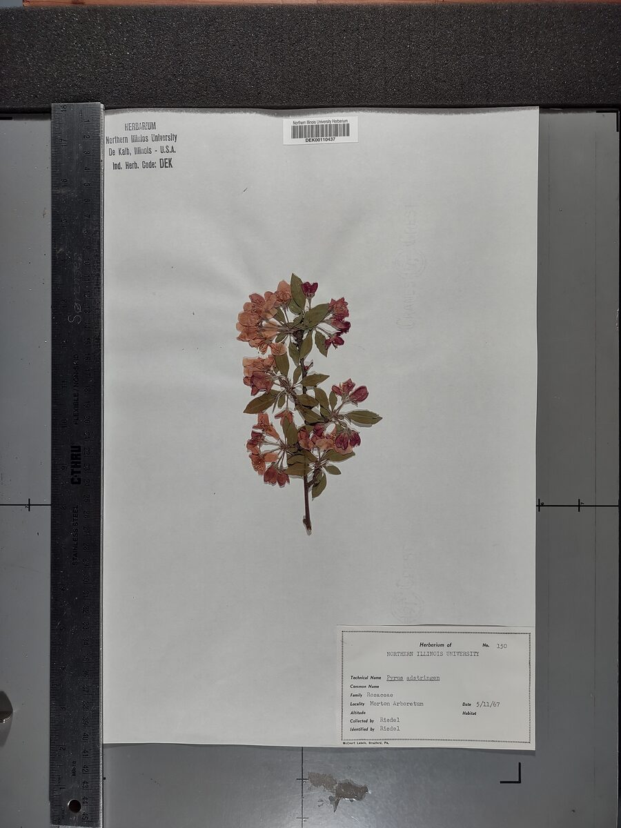 Malus x adstringens — photo