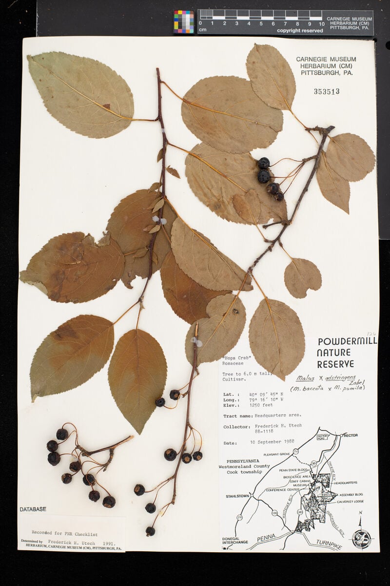 Malus x adstringens