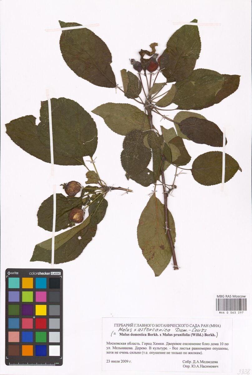 Malus x astracanica
