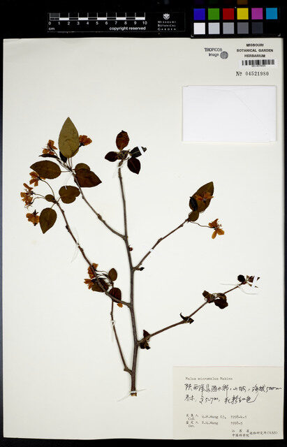 Malus x micromalus (Kaido Crab Apple) — photo