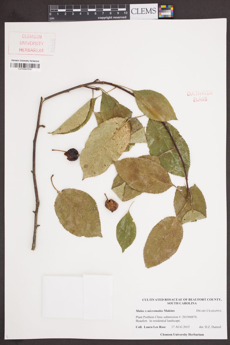 Malus x micromalus