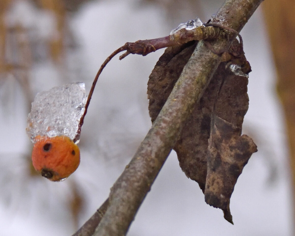 Malus x robusta - (Carrière.)Rehder. — photo